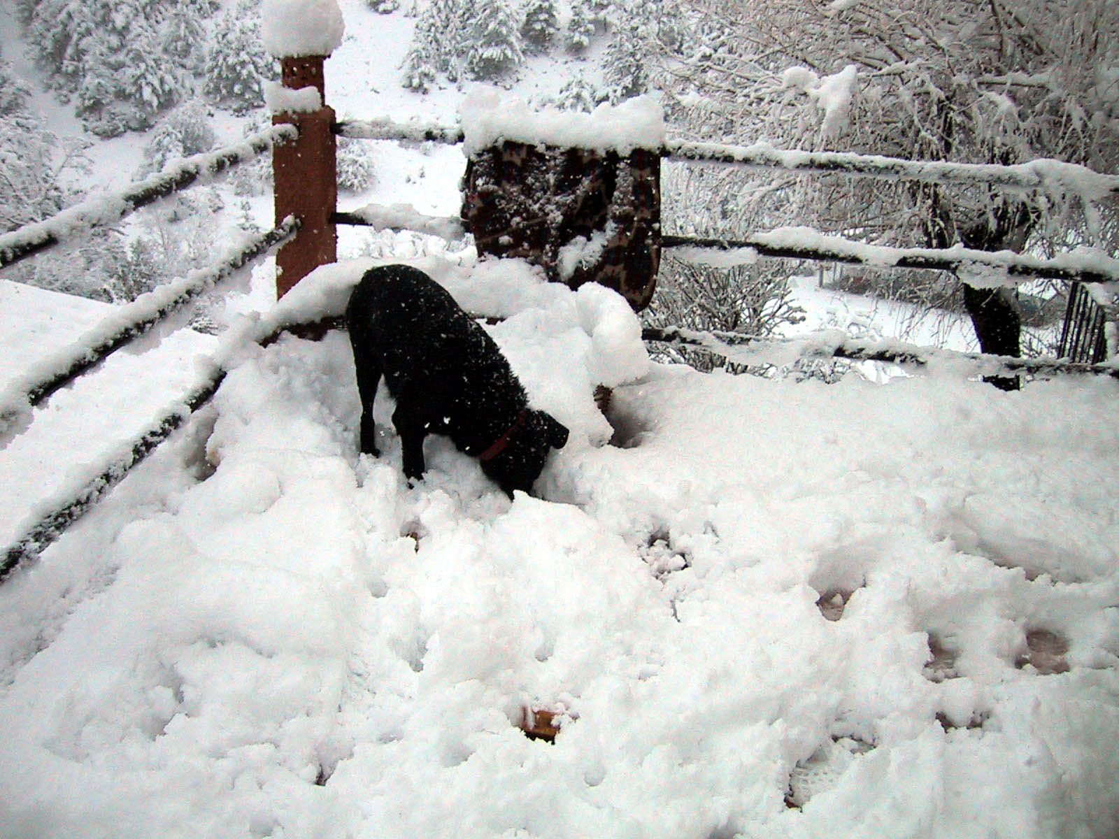 Wo ist der Napf.jpg (1600 x 1200)